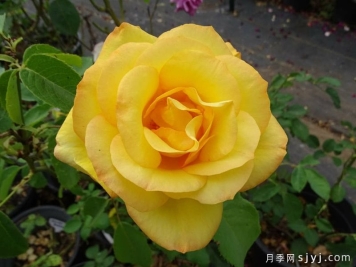 金牌月季Gold Medal