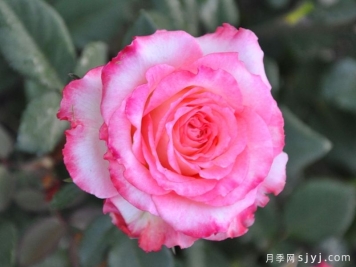 二重唱月季/新二重奏Duett