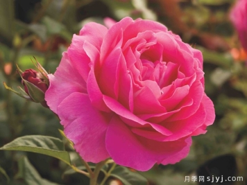 贵妇月季/贵妇人月季Grande Dame