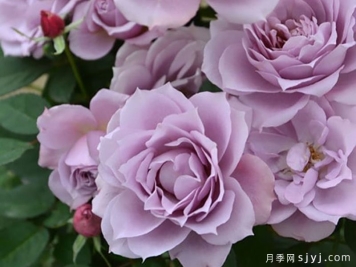 紫式部月季Murasaki Shikibu
