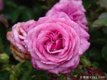 紫色香水月季/紫色香氛Purple Fragrancia