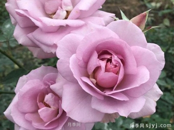 紫色慕莎月季/紫色暮莎/克莱尔珠宝ClAIr Bijou
