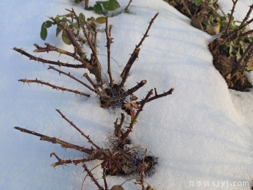 大雪过后，园林养护恰逢其时