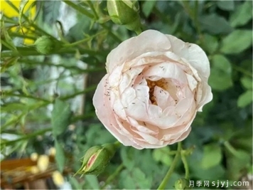 秋天月季蓟马增多，该如何防治？