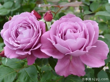 紫色恋心月季Koiiduna恋いづな