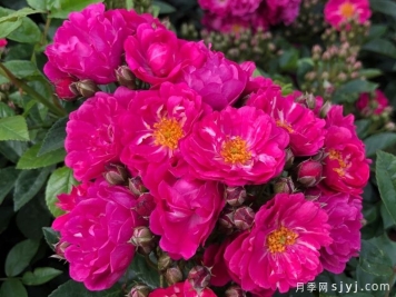 紫色剪影月季Purple Siluetta