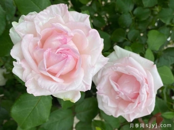 紫锂辉石月季Kunzite