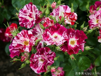 紫色飞溅月季Purple Splash