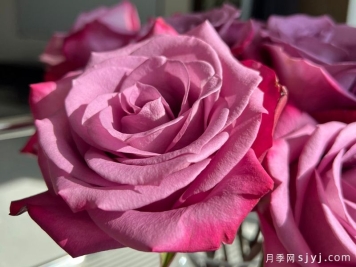 紫罗兰山谷月季Violet Hill
