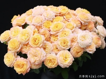 回家月季