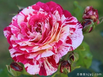 魔日月季/阿布拉卡达布拉/祝你好运/治愈魔咒Abracadabra