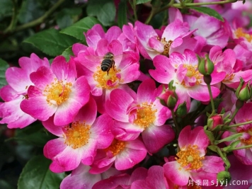 小苏西月季Little Susie