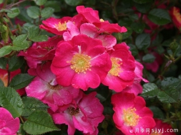 卢波月季/咖啡水果Lupo