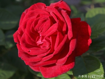 幸运红月季/幸运红色Lucky Red