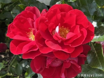 西班牙马德里月季竞赛奖(Rome奖)
