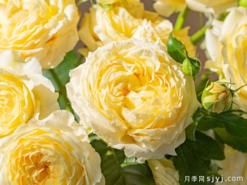 望舒月季