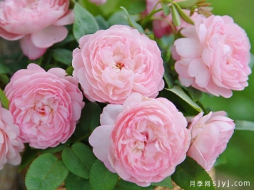潋滟月季