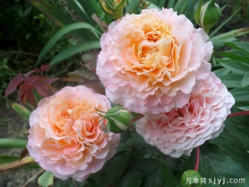 艺术家杰夫月季Jef l'Artiste