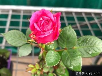 特纳月季Tena