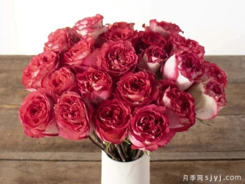 伊瓜苏草莓奶油月季Iguazu Strawberries And Cream