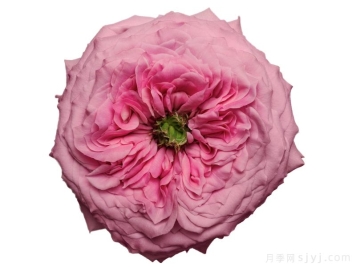 牡丹之吻月季Peonikiss