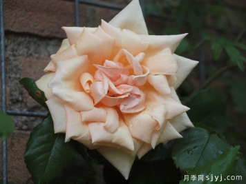 藤本保罗莱德Paul Lede Cl