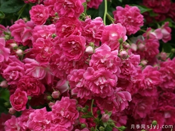 超级埃克塞尔萨月季Super Excelsa