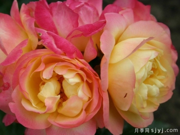 灯笼花月季/华灯/灯饰Lampion