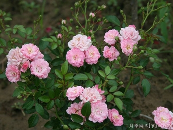 冬梅月季