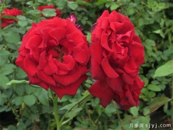 读书台月季