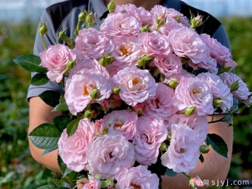 粉色纯真月季Innocentia in Pink
