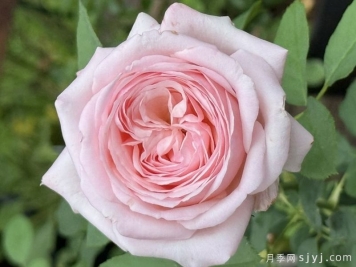 粉色天梯月季Heavenly Ascent Pink