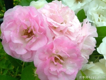 粉色夏雪月季/春霞Pink Summer Snow