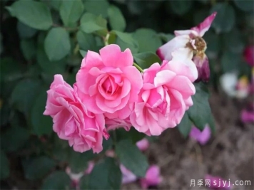 山西师范大学校园盛开的月季，洋溢着蓬勃生机