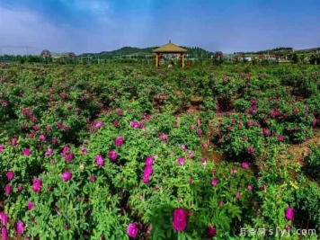 平阴玫瑰：特色产业发布会，一朵联通世界的花