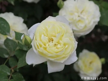 风花雪月月季
