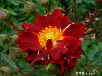 古生物月季/佐伊克Zoic