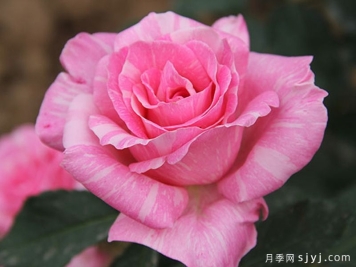 光芒月季Sunsation