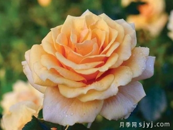 月季育种家：法国奥拉德玫瑰园(Roseraies Orard)