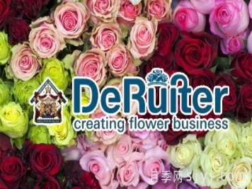 月季育种家：荷兰迪瑞特月季公司(De Ruiter)