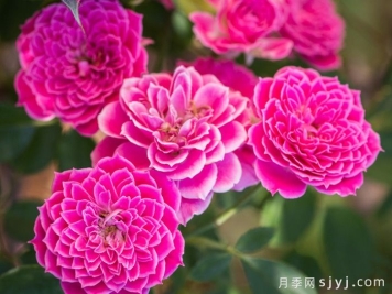 月季育种家：新西兰McGredy Roses(麦格雷迪)