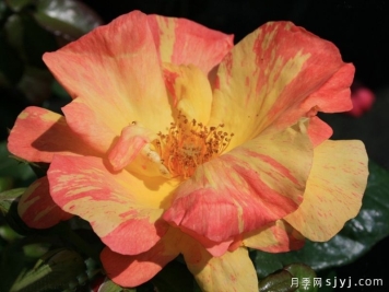 帆船月季Tenacious