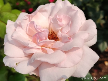 云蒸霞蔚月季