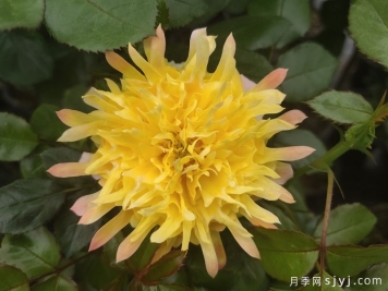 烟花波浪月季/烟花褶边Fireworks Ruffles