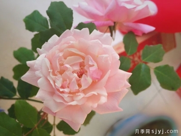 祥云粉月季