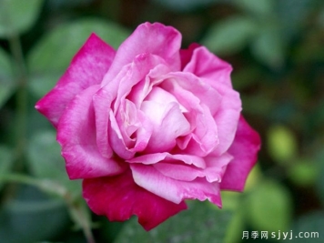 查尔斯大公月季Archduke Charles