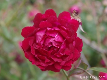 月月红月季Old Crimson China
