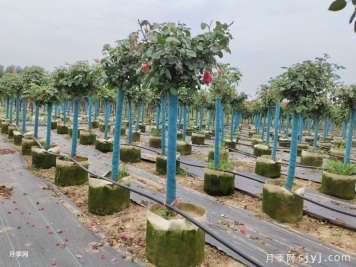 花友分享月季花的修剪和施肥要点记录