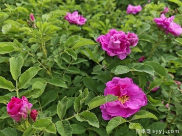 山西新绛玫瑰花开引客来，美丽经济赋能乡村振兴
