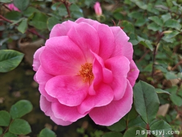 约定月季